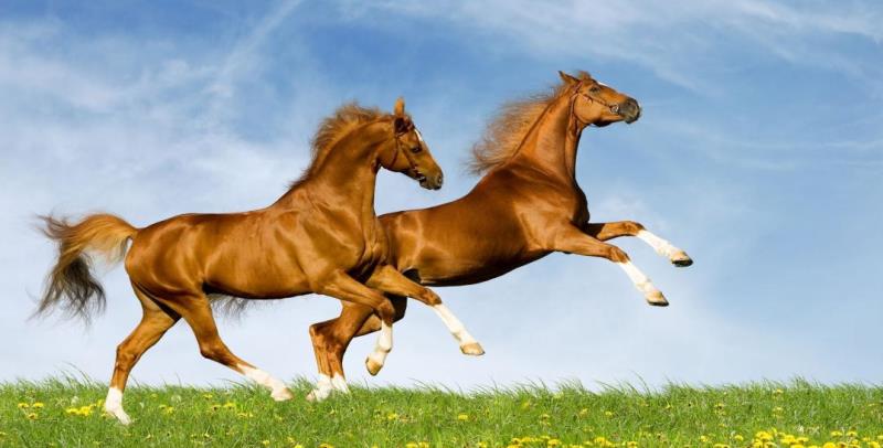 Playful Horses In Meadow Photo License Plate