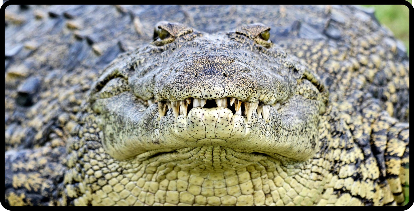 Crocodile Close Up Photo License Plate