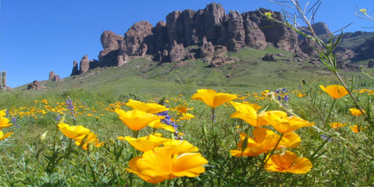 Superstition Mountains Photo License Plate