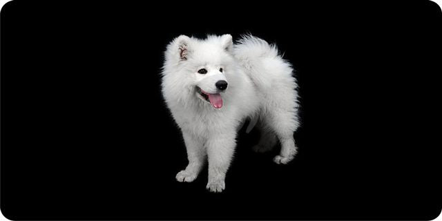 Samoyed Dog On Black License Plate