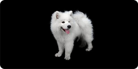 Samoyed Dog On Black License Plate