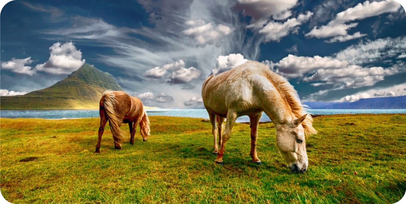 Horses Grazing Photo License Plate