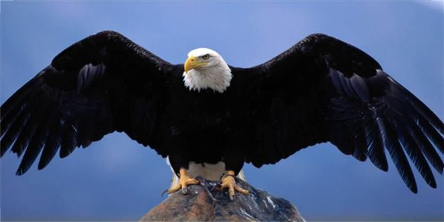 Eagle Perched On Rock License Plate