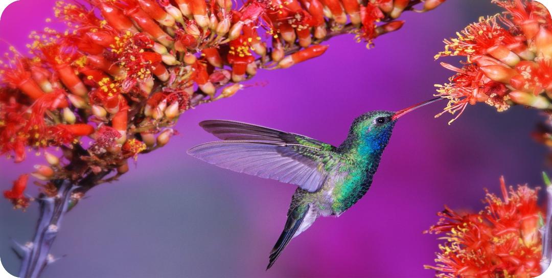 Blue Hummingbird With Flowers Photo License Plate