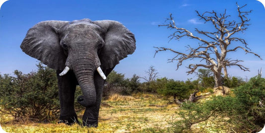 Elephant Strolling The Plains #2 Photo License Plate