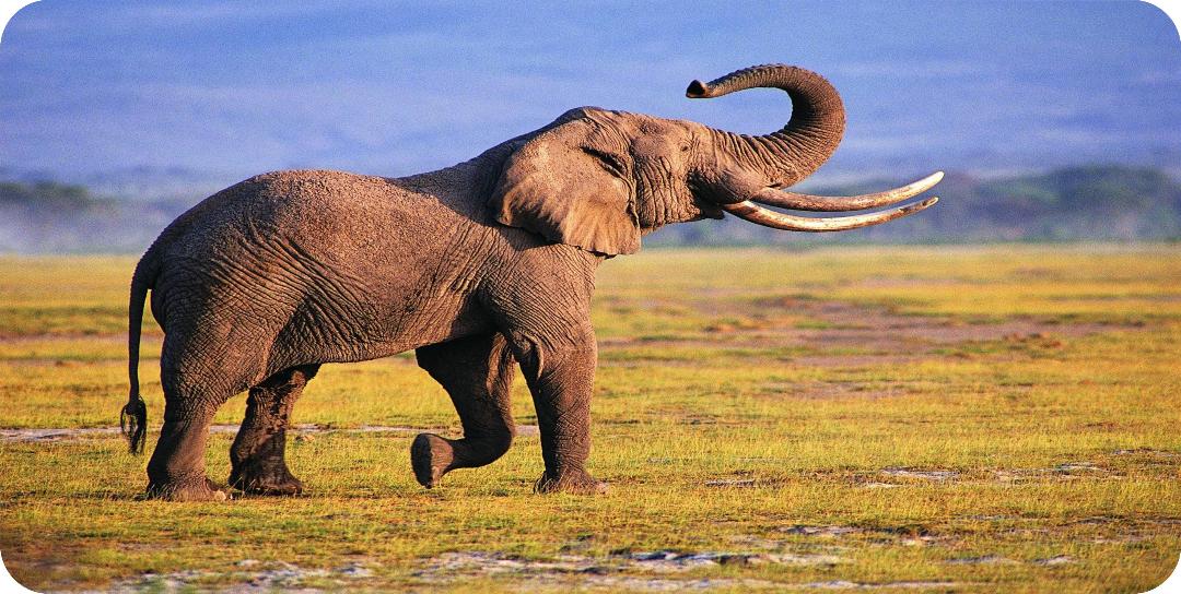 Elephant Strolling The Plains #3 Photo License Plate