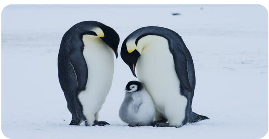 Penguins With Baby Photo License Plate