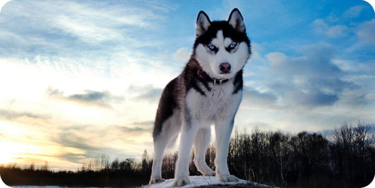 Siberian Husky Photo License Plate