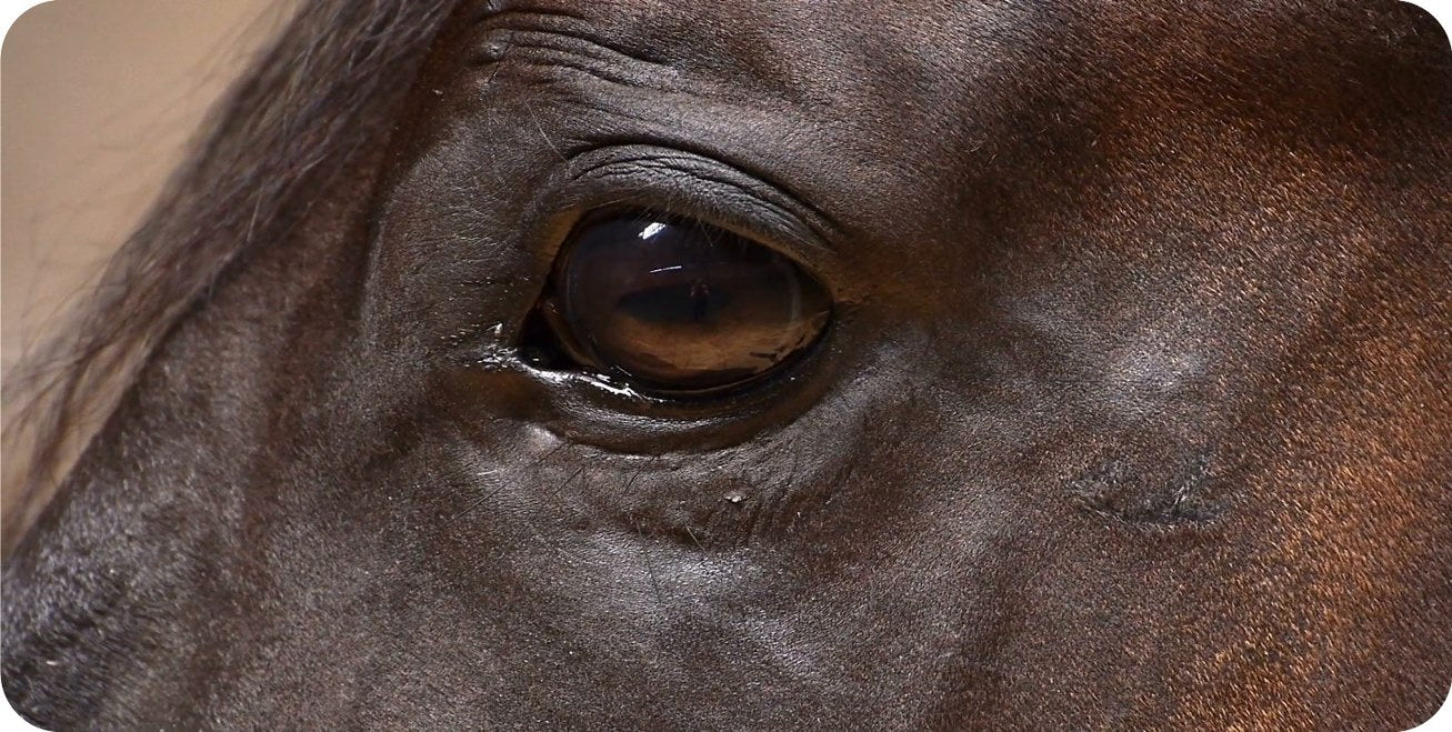 Brown Horse Eye View Photo License Plate