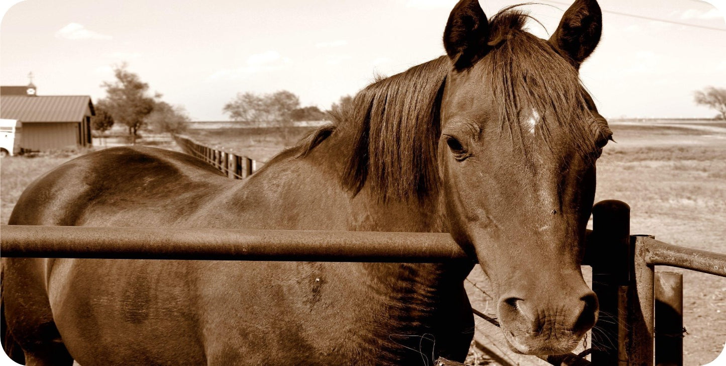 Brown Horse Photo License Plate