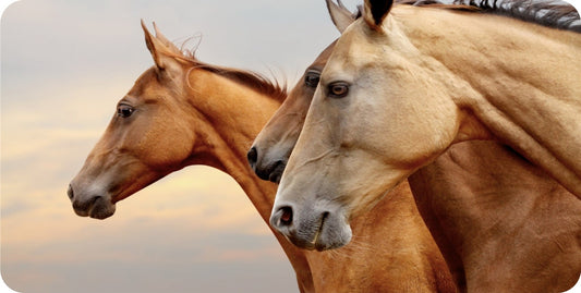 Horses Side View Photo License Plate