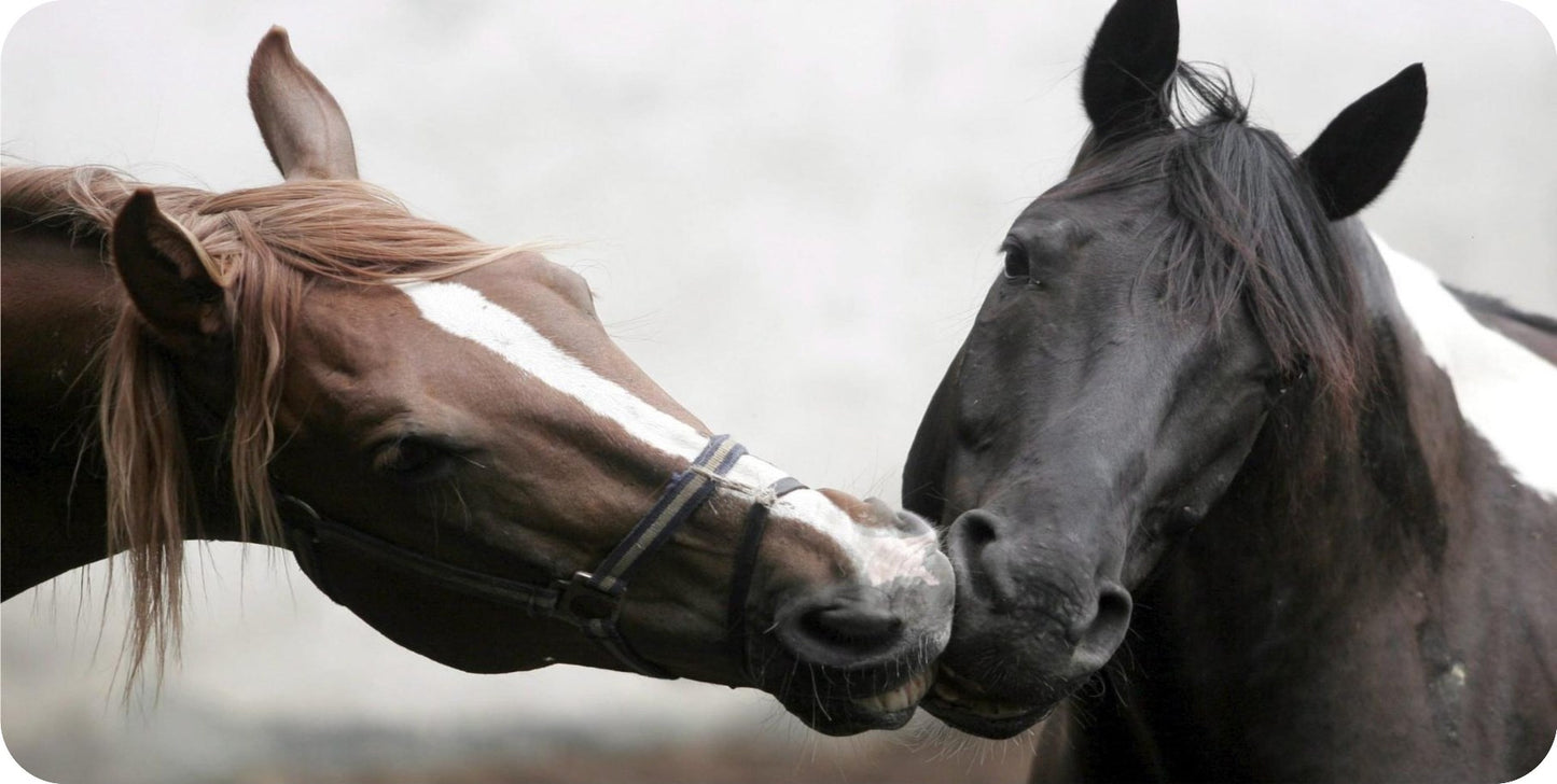 Horse Kiss Photo License Plate