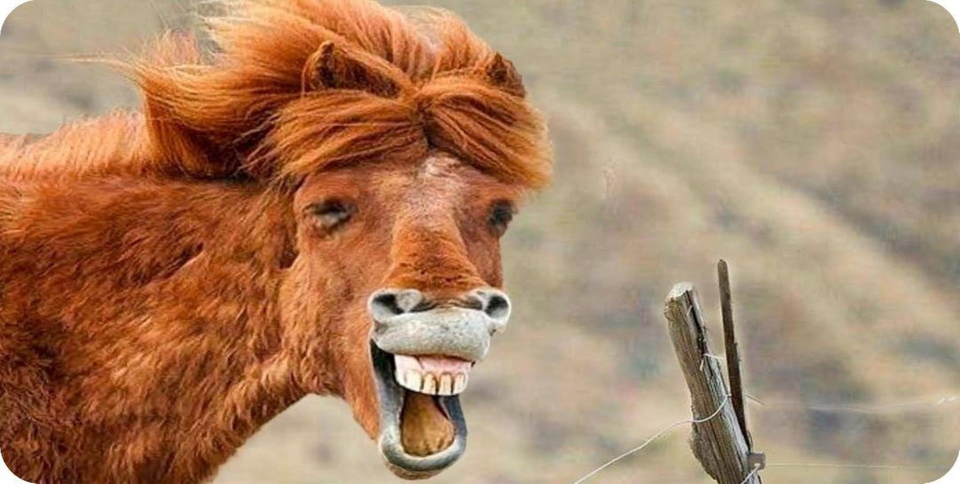 Horse Laugh Photo License Plate