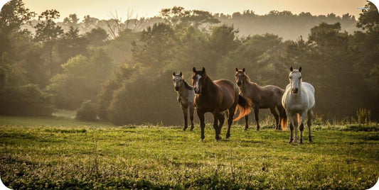 Horses At Forest Edge Photo License Plate