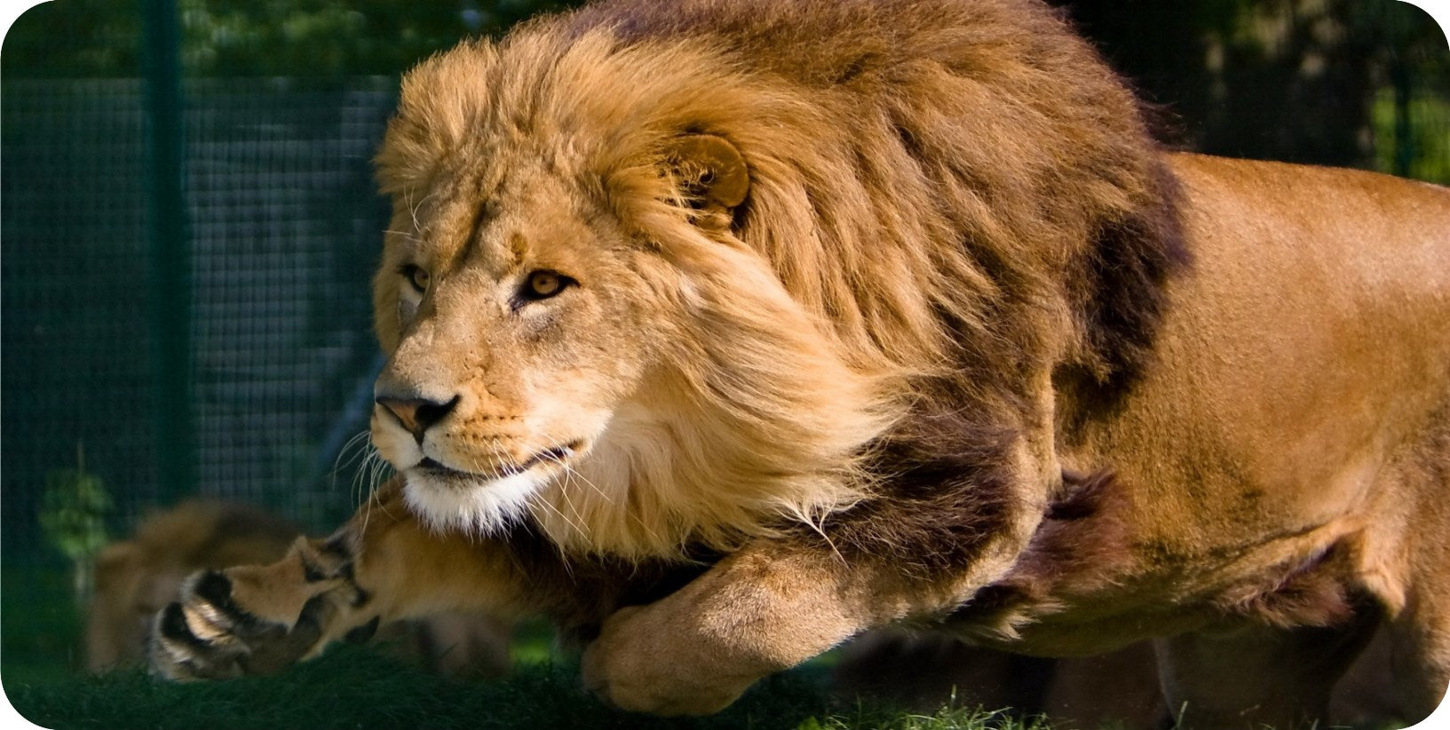 Lion On Attack Photo License Plate