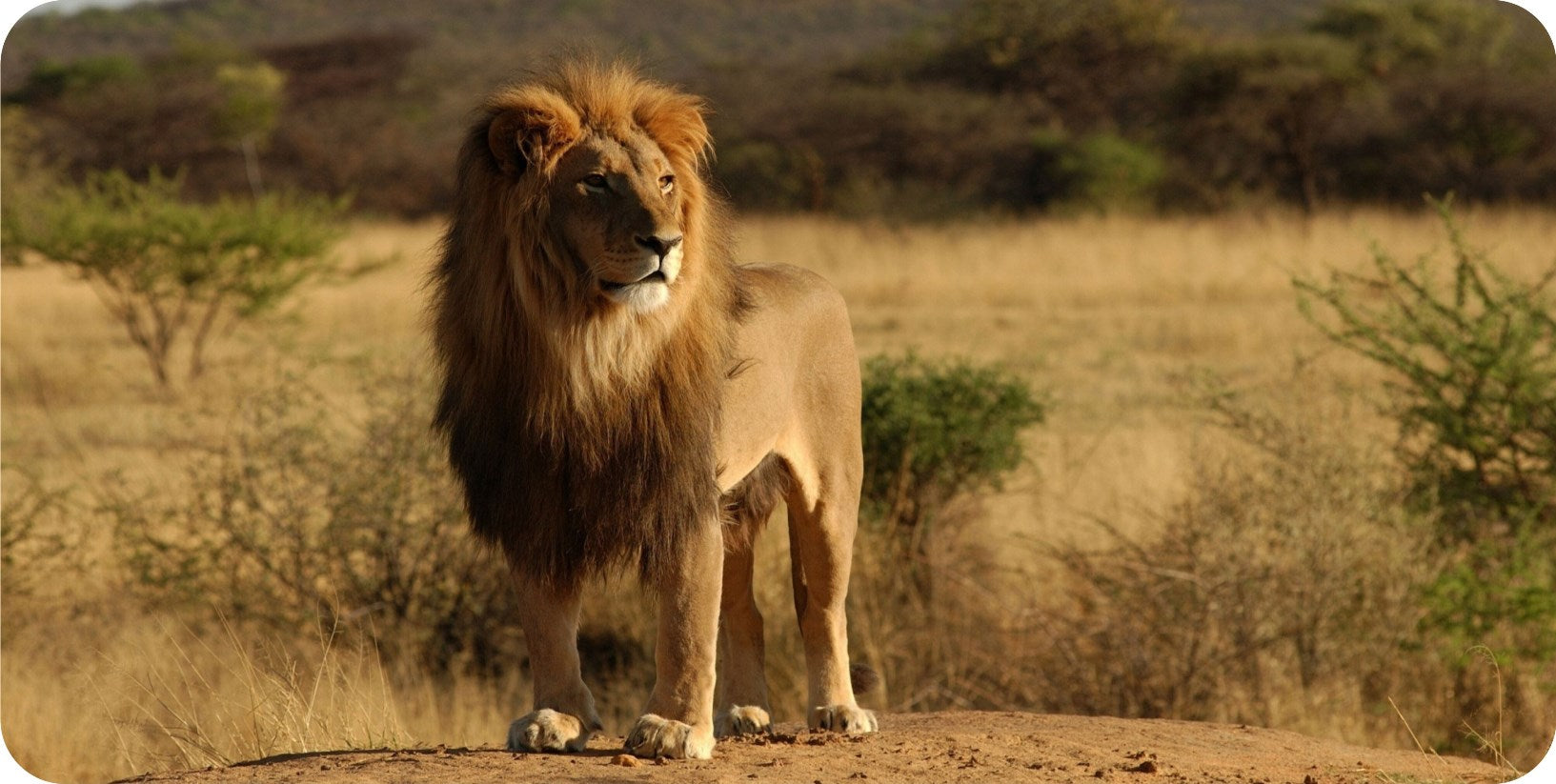 Lion On Watch Grasslands Photo License Plate