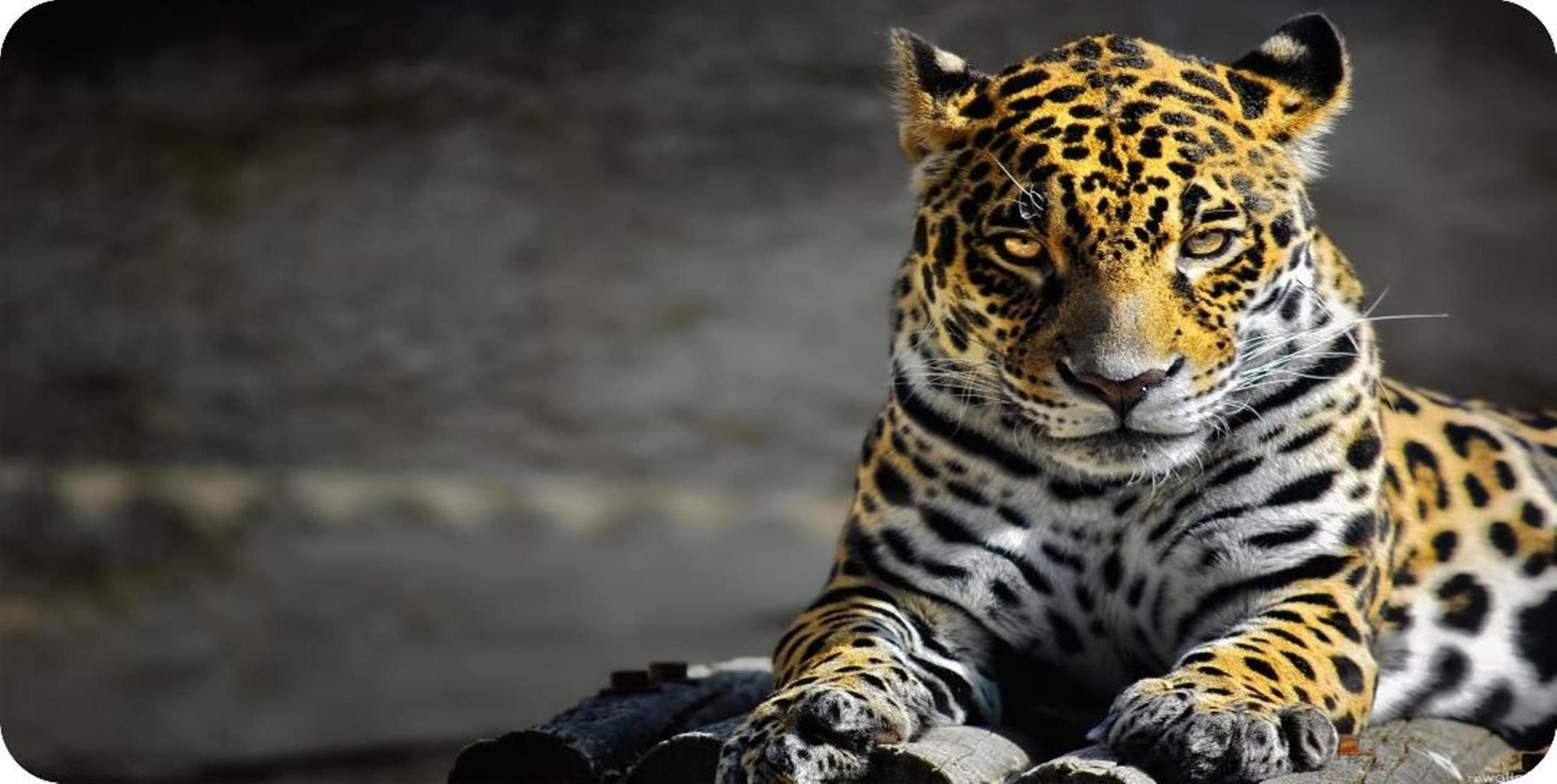 Leopard On Watch Photo License Plate