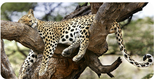 Leopard Sleeping in Tree Photo License Plate