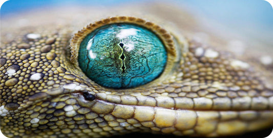 Lizard Eye View Photo License Plate