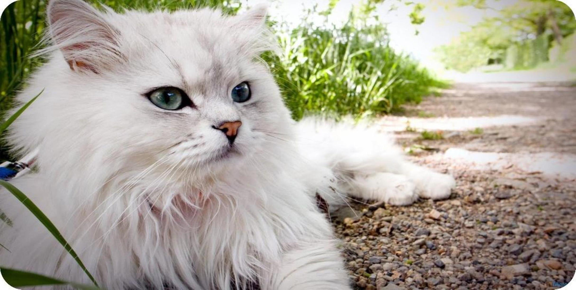 White Cat Resting Photo License Plate