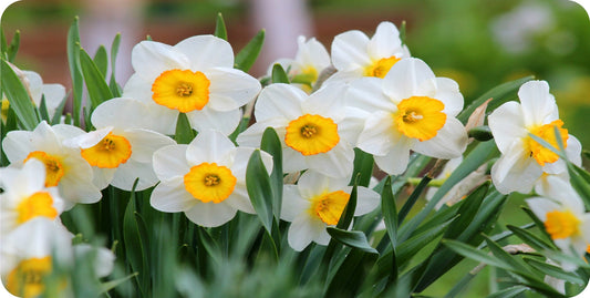 Daffodil Flowers Photo License Plate