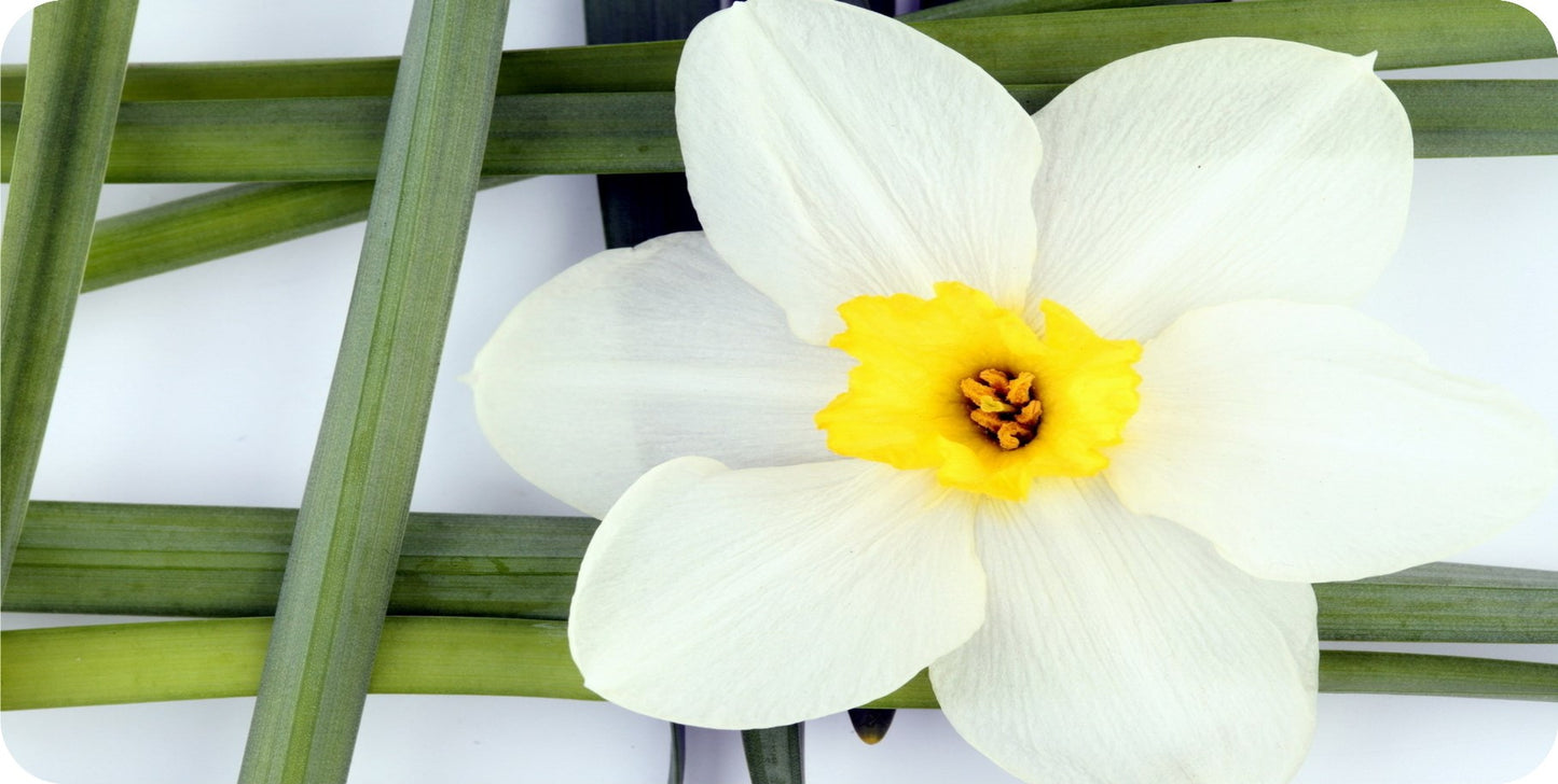 Daffodil Flowers #2 Photo License Plate