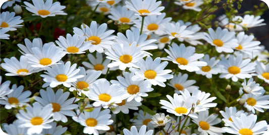 Daisy Flowers Photo License Plate