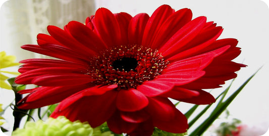 Gerbera Flower Photo License Plate