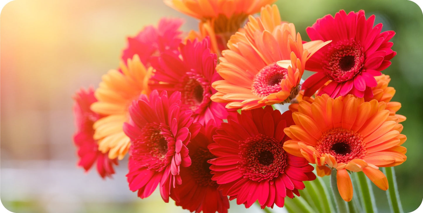 Gerbera Flowers #2 Photo License Plate