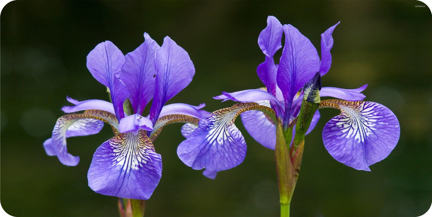 Iris Flowers Photo License Plate