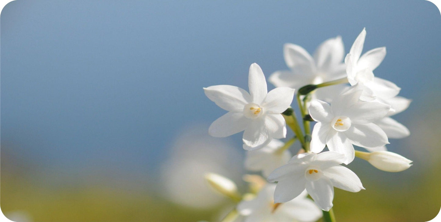 Jasmine Flowers Photo License Plate