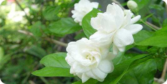 Jasmine Flowers #2 Photo License Plate