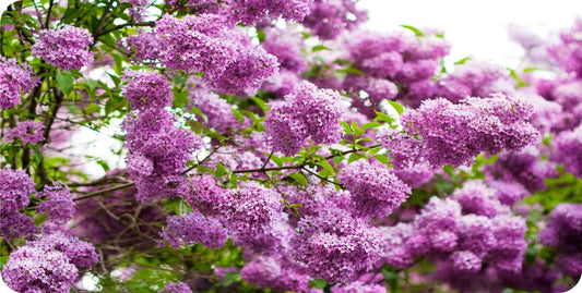 Lilac Flowers Photo License Plate