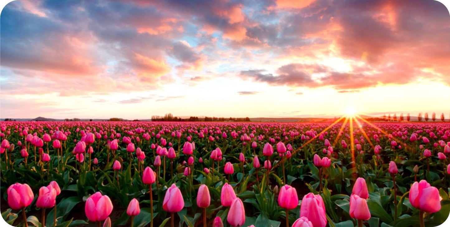 Tulip Field Of Flowers Photo License Plate