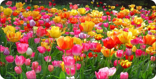 Tulip Field Of Flowers #2 Photo License Plate