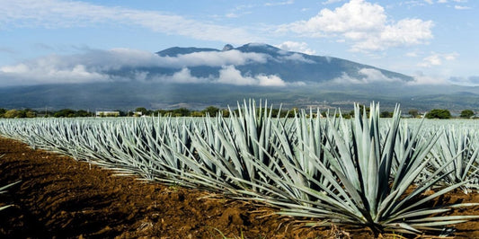 Blue Agave Photo License Plate