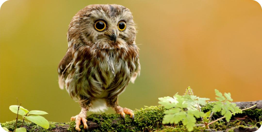 Baby Owl Photo License Plate