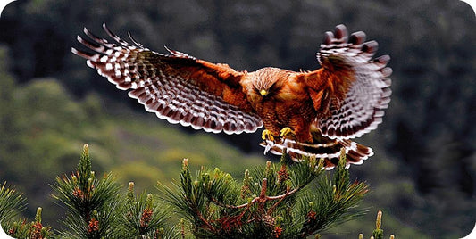 Eagle Landing On Branch Photo License Plate