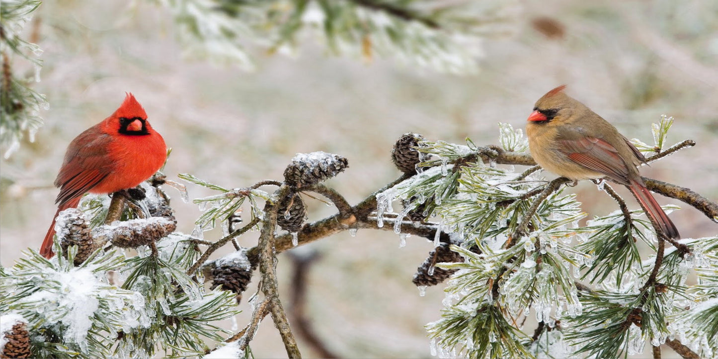 Cardinals In The Snow Photo License Plate