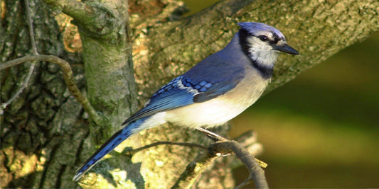 Blue Jay Perched Photo License Plate