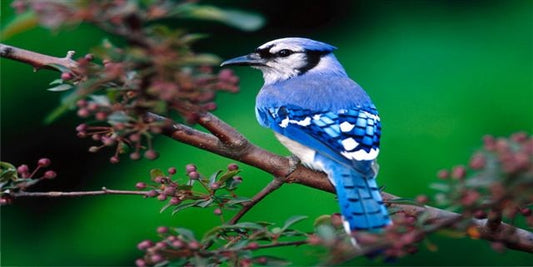 Blue Jay In The Bush Photo License Plate