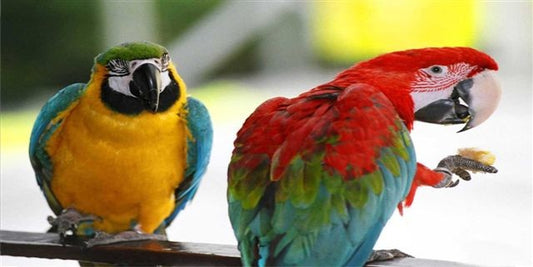 Two Parrots Perched Photo License Plate