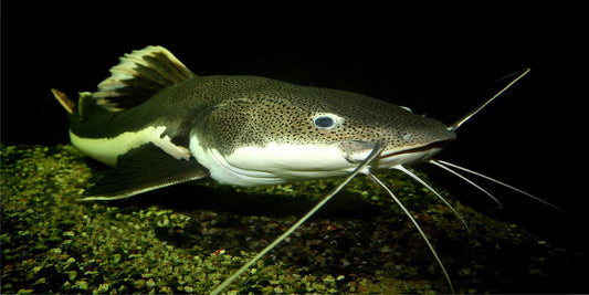 Catfish Underwater Photo License Plate