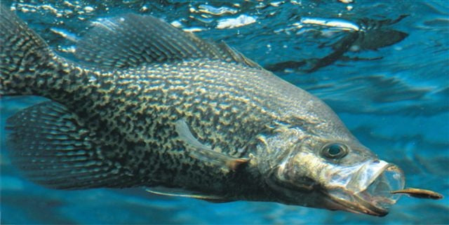 Crappie Fish Eating Photo License Plate