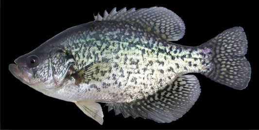 Crappie Fish On Black Photo License Plate