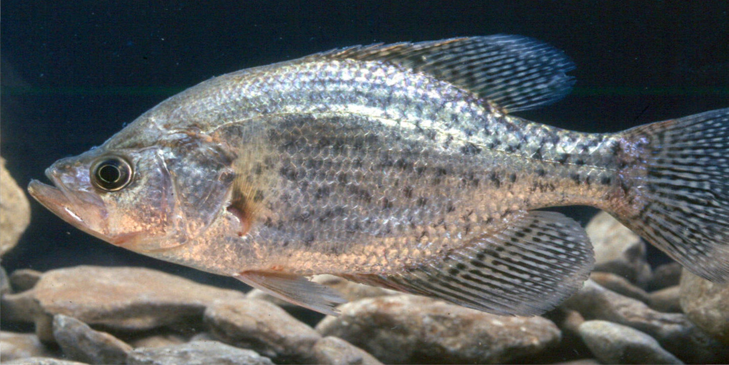 Crappie Fish Underwater Photo License Plate