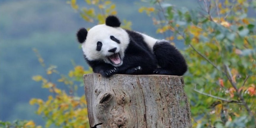 Panda Laughing Centered Photo License Plate