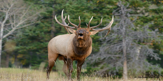 Elk Calling Photo License Plate