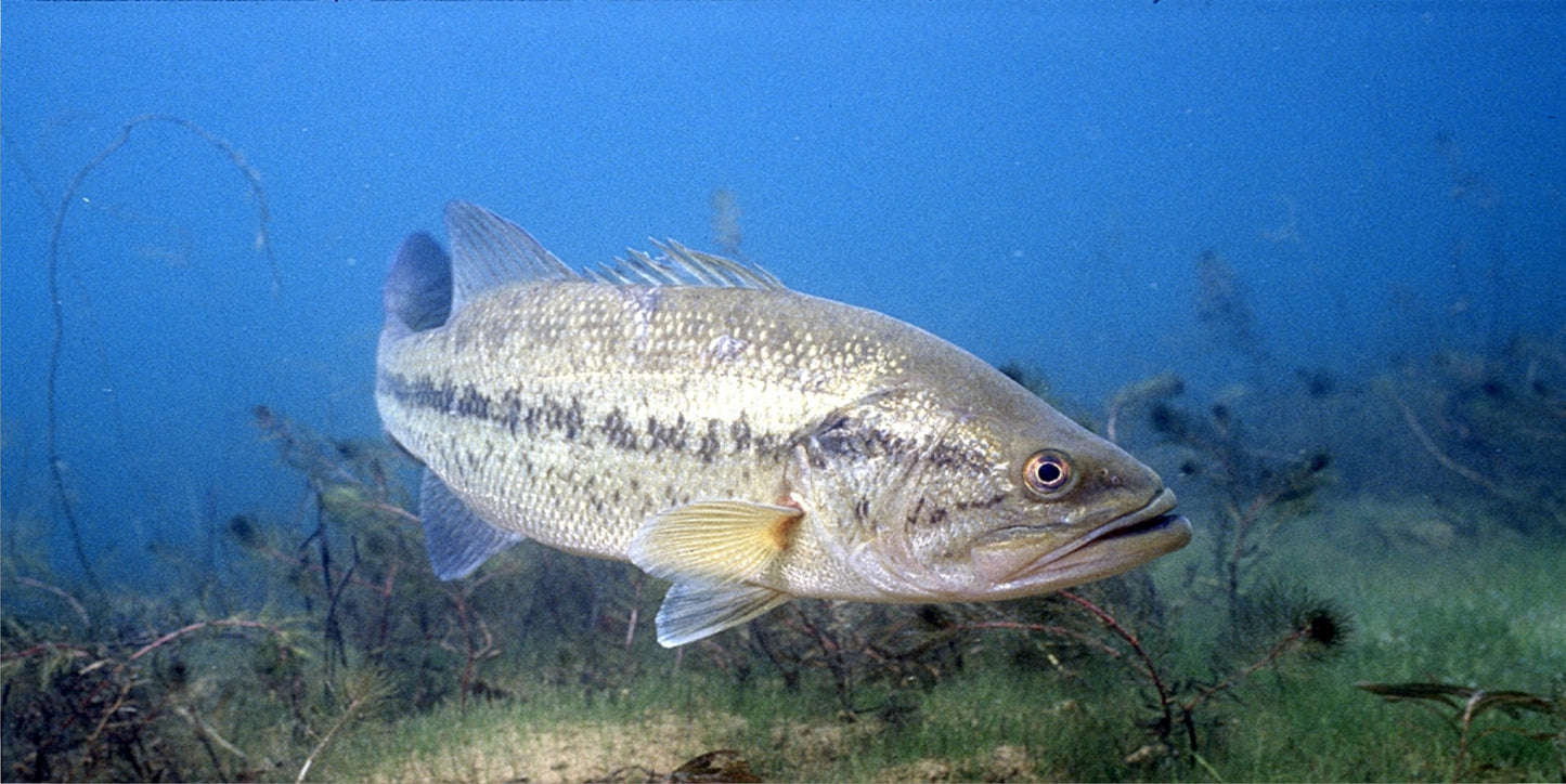 Large Mouth Bass Fish Underwater Photo License Plate