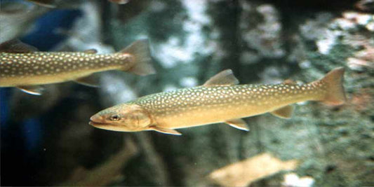 Rainbow Trout Underwater Photo License Plate